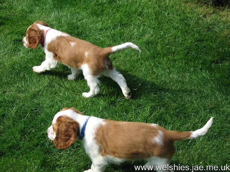 2009-04-03 35.JPG - Zen in front, Hal behind